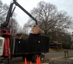tree service san diego debris removal
